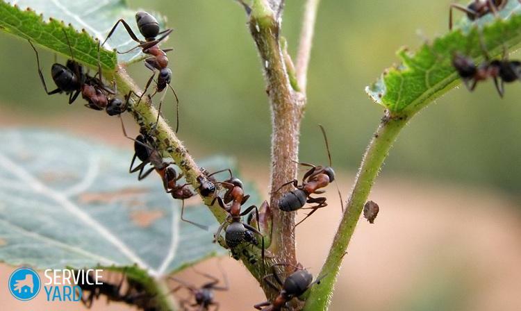 Boritá kyselina z mravcov v záhrade