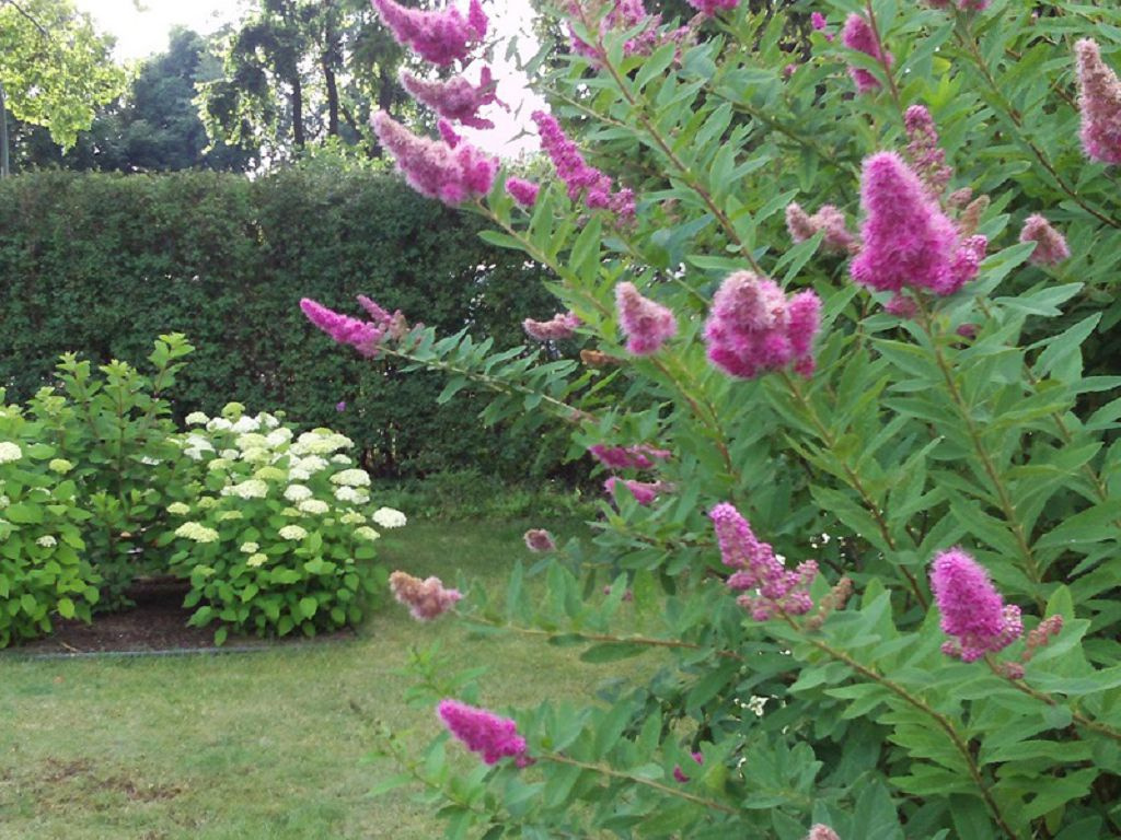 Rožnati cvetovi na veji Billardove spireje