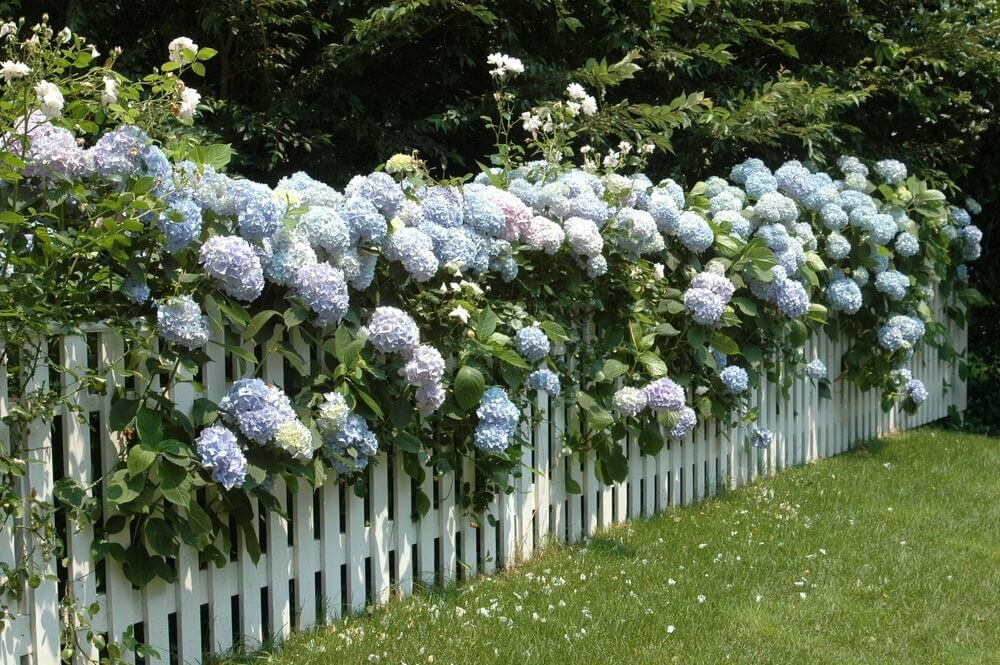 lila längs staketet dekoration