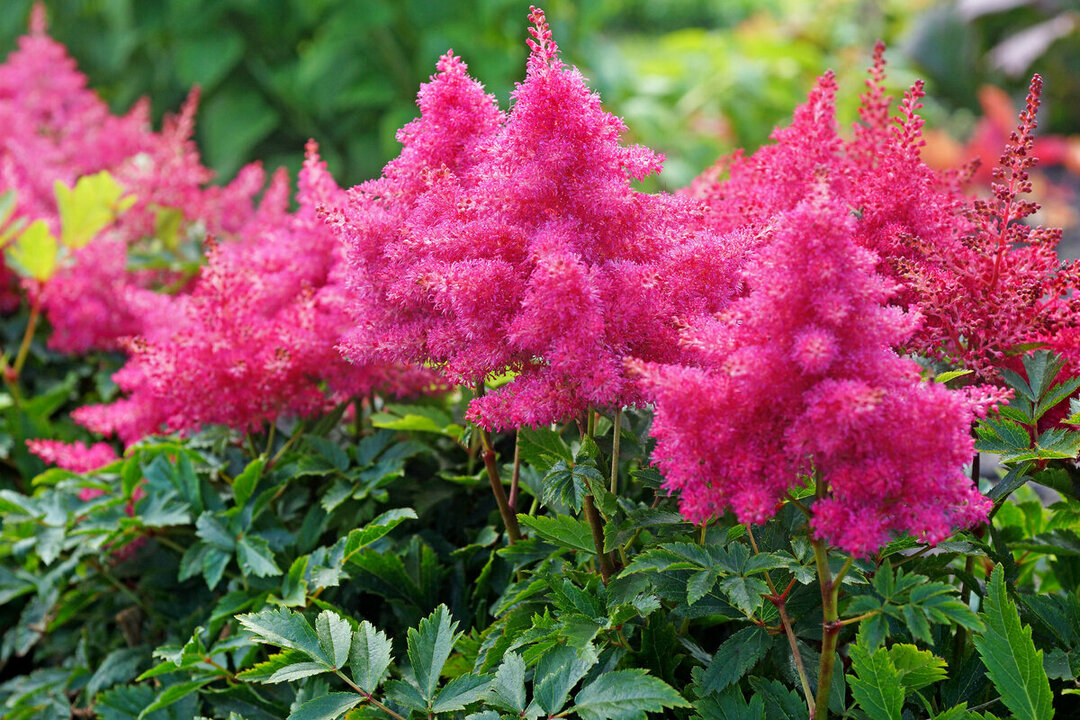 perennials for the garden pink