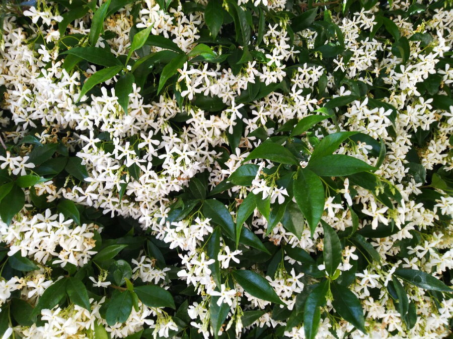 Abundant flowering of the jasmine bush in the southern regions