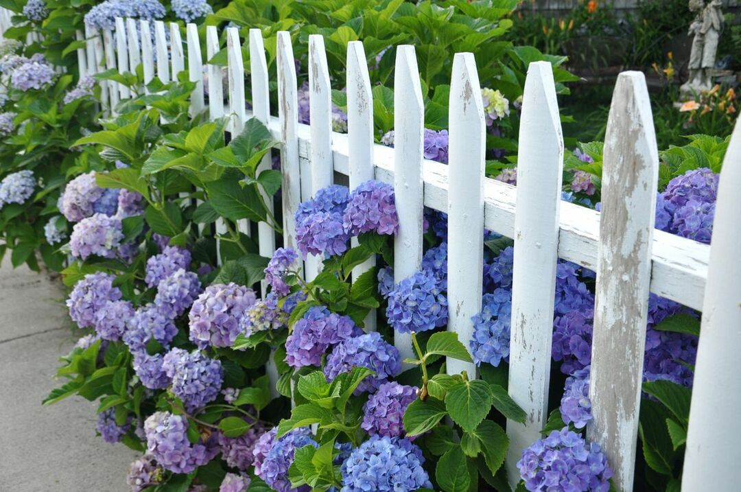 Dārza hortenzija - fotogrāfija par vietnes dizainu dārzā un kombinācijām ar citiem ziediem