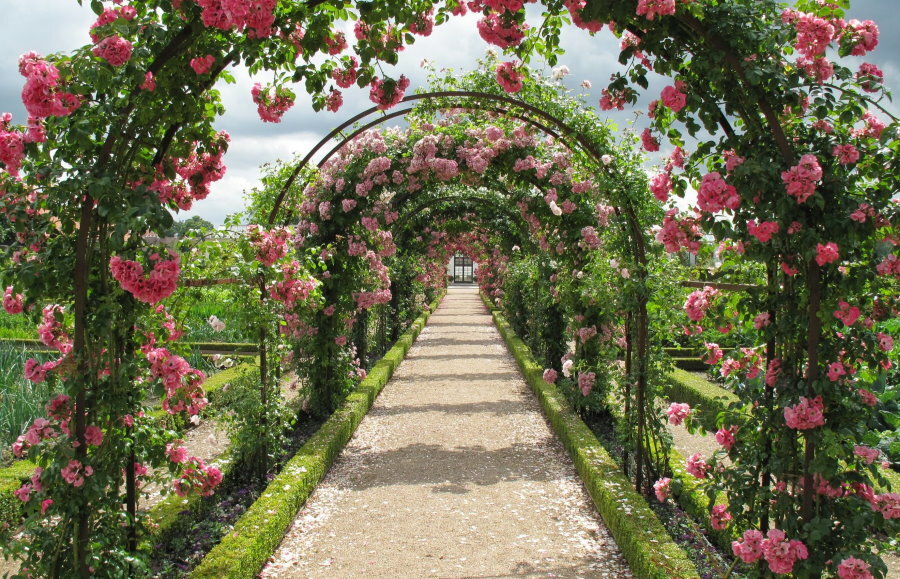 Flower alley made of steel arches with roses