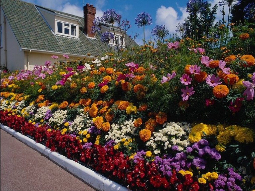 roczne kwiaty w pomysłach na projekt ogrodu
