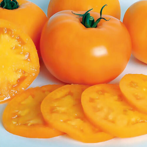 Tomatsocker gul