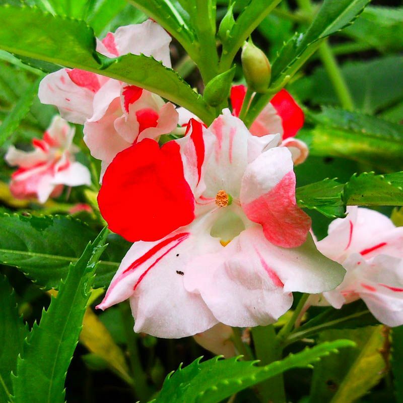 Vaaleanpunainen ja valkoinen kukka balsamivarressa