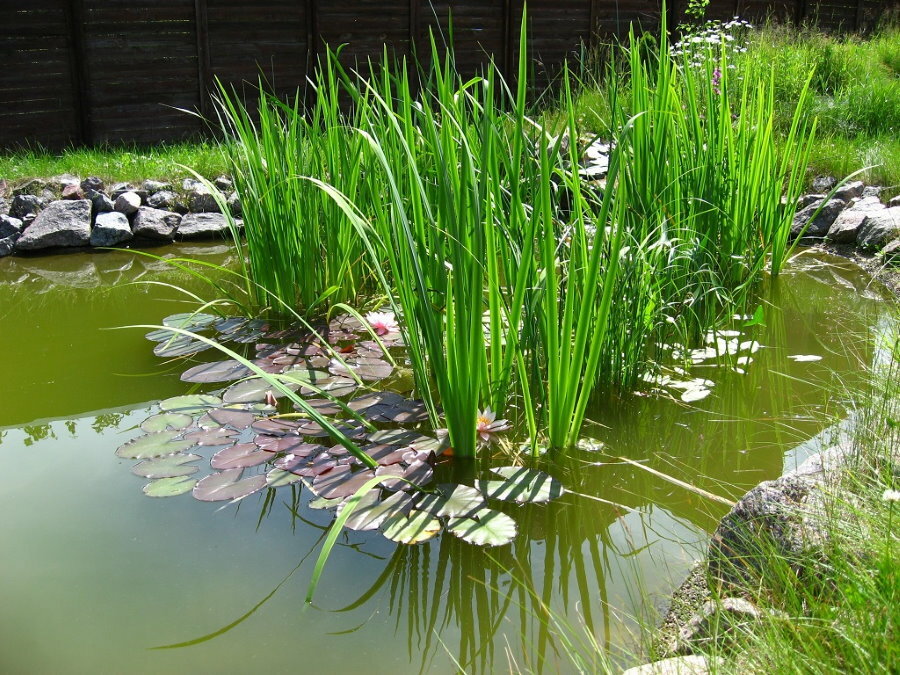 Tallos largos de cálamo de pantano en un estanque de jardín