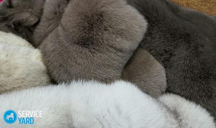 Sådan rengøres en pels fra en mink i hjemmet?
