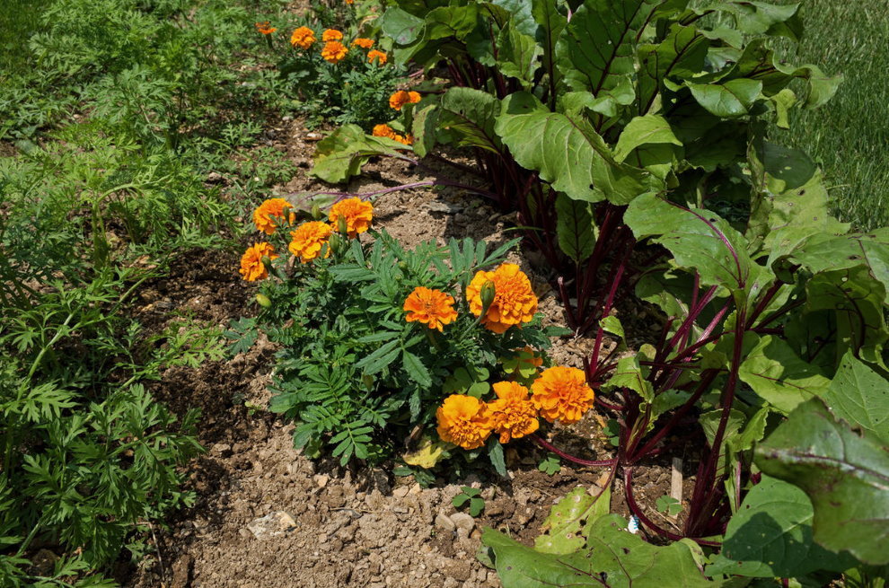 Marigold on a bed of carrots and beets