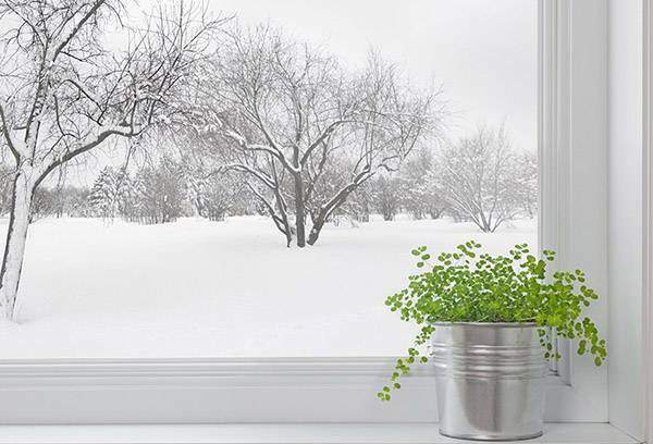 How to water indoor plants during flowering and dormancy