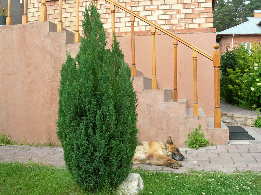 East European Shepherd dog near a green cypress