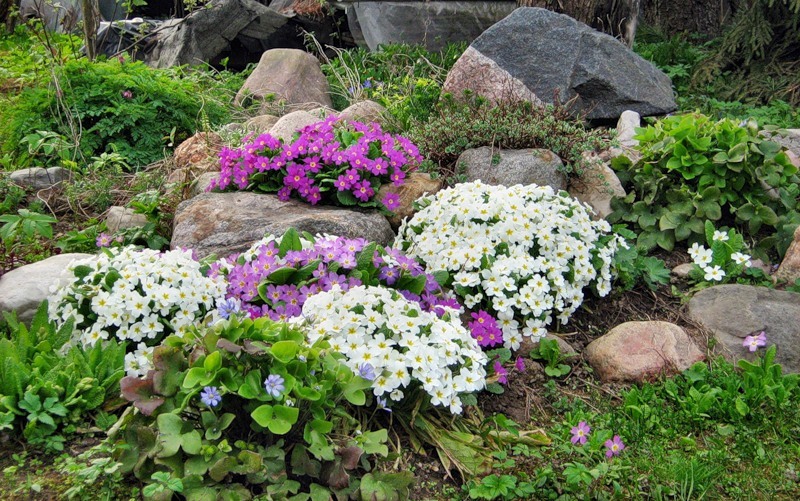 växter för den alpina bilden