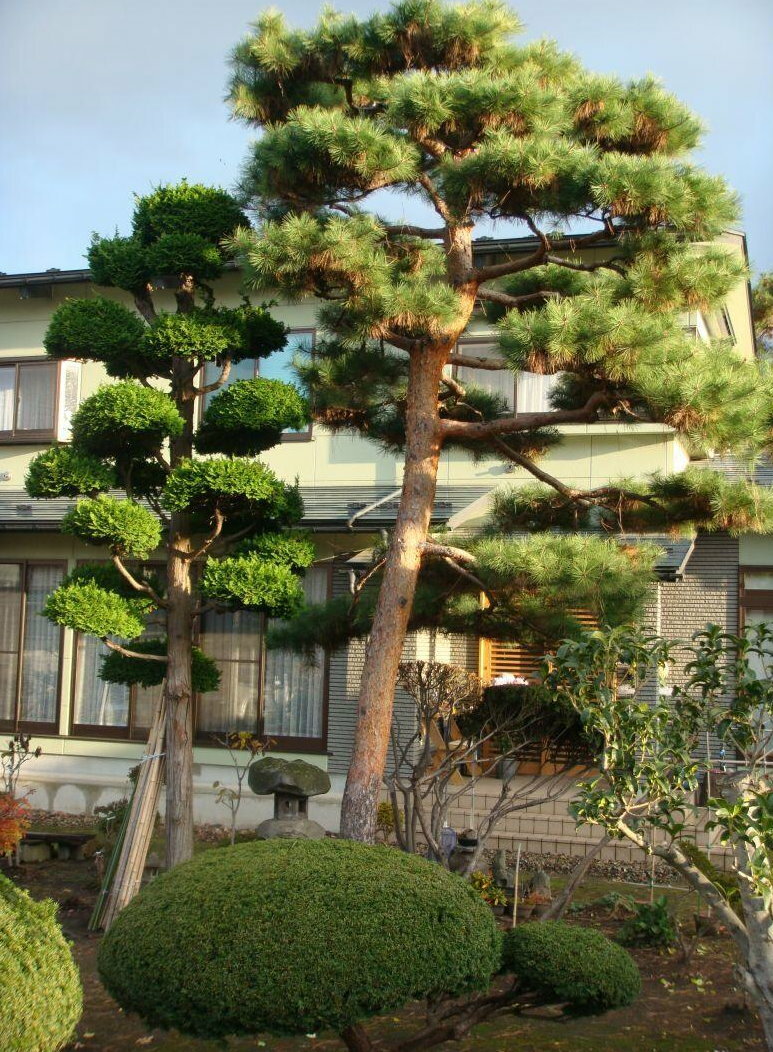 Fyrretræer i Tekkan -stil med lodrette stammer