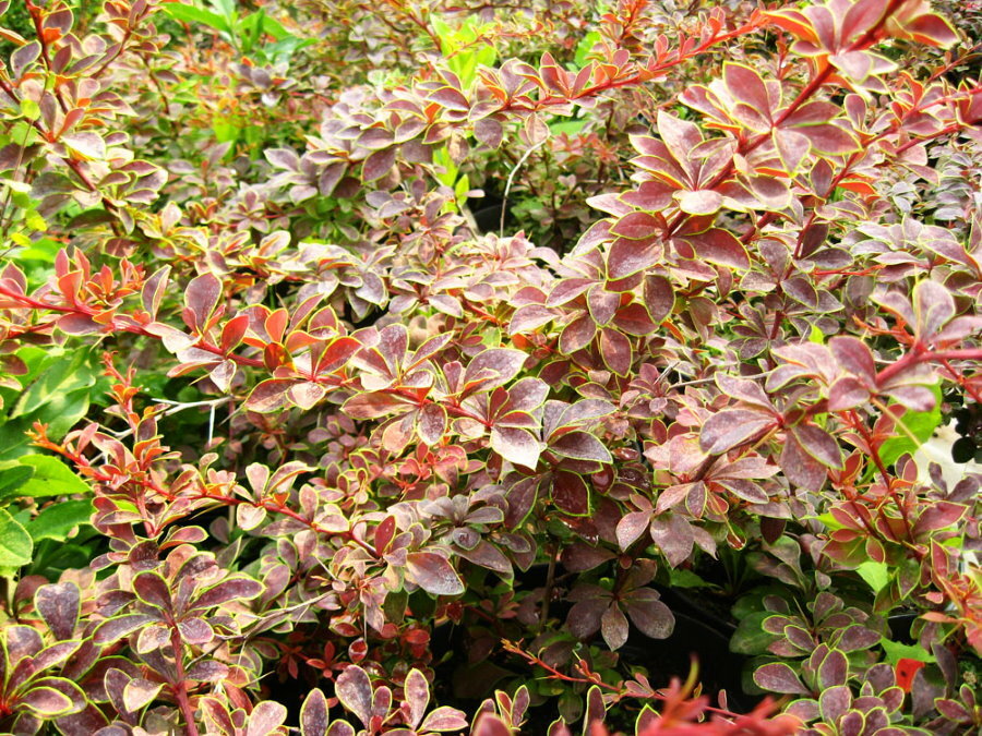 Cambio en el color de las hojas del agracejo Thunberg Koronita en otoño