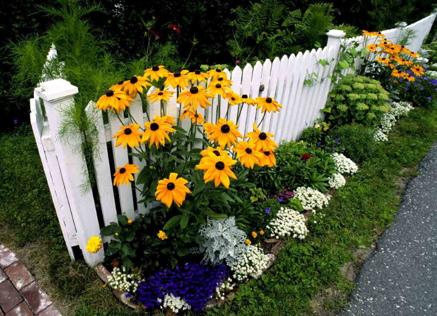 Decoratieve zonnebloemen bij een wit hek