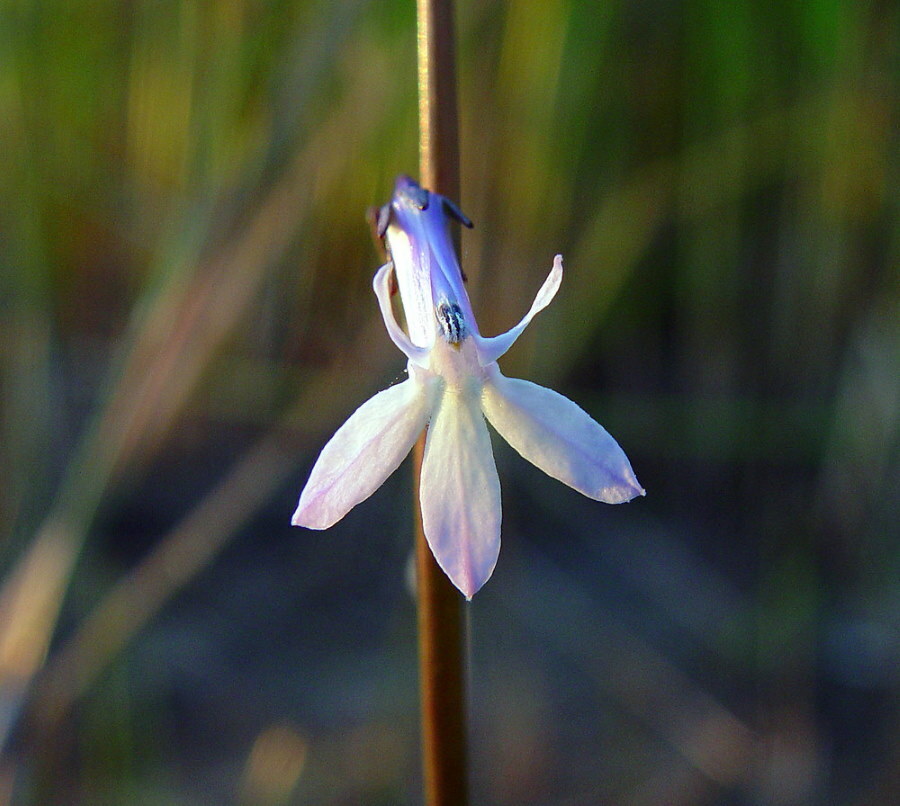 Bílo -modrý květ lobelky vzácné odrůdy Dortmana