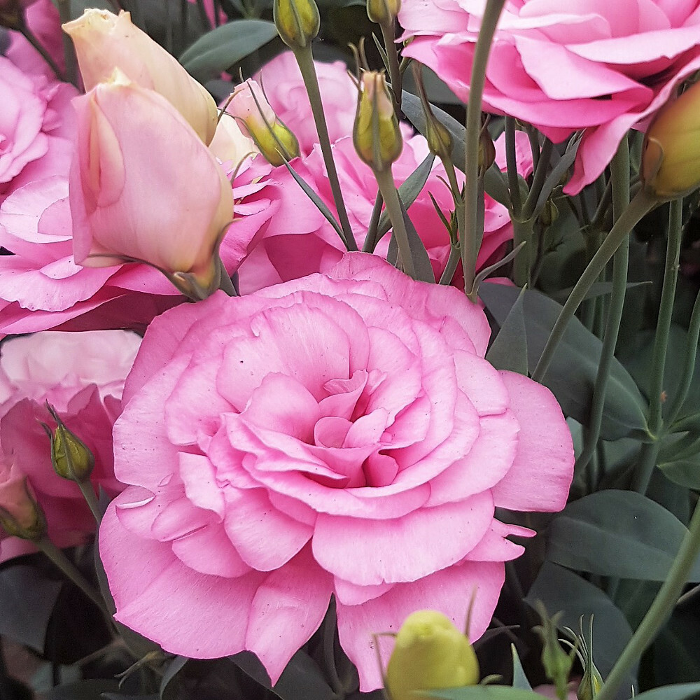 Mariachi veislės „Misty Pink“ Lisianthus gėlių nuotrauka