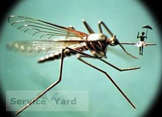 Dairede sivrisineklerden nasıl kurtulur?