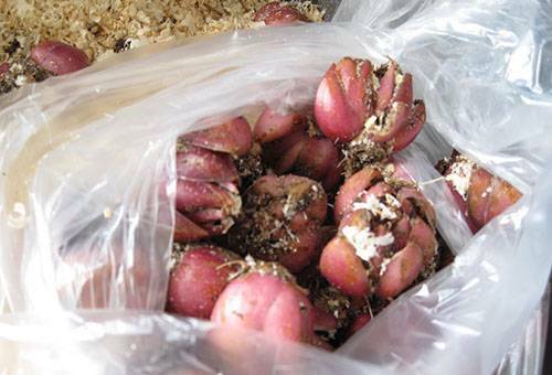 כיצד לאחסן חבצלות בחורף בבית?