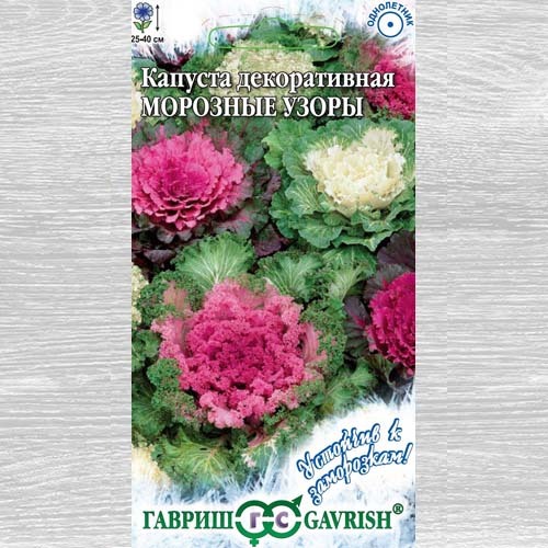 Decorative cabbage Frosty patterns, mixture of colors