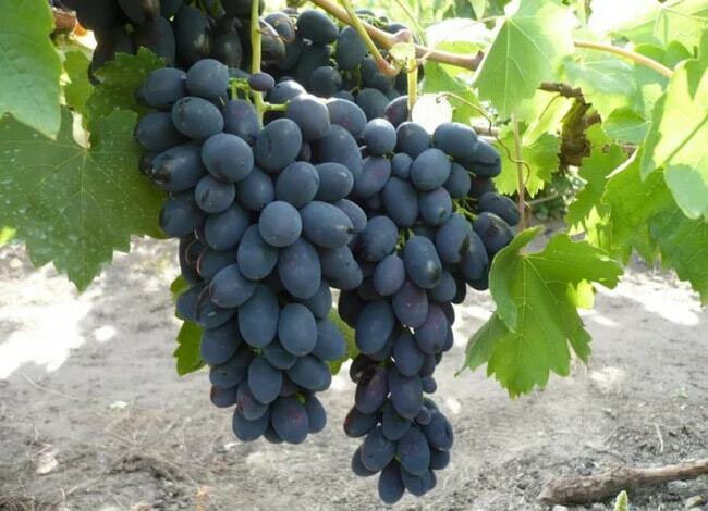 The best grape varieties
