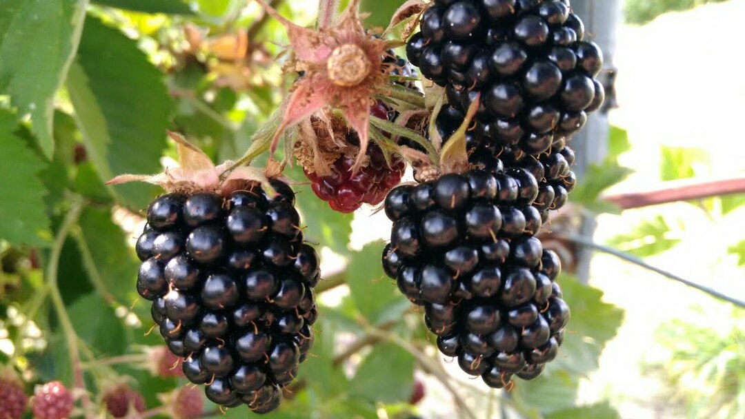 blackberry loch tay