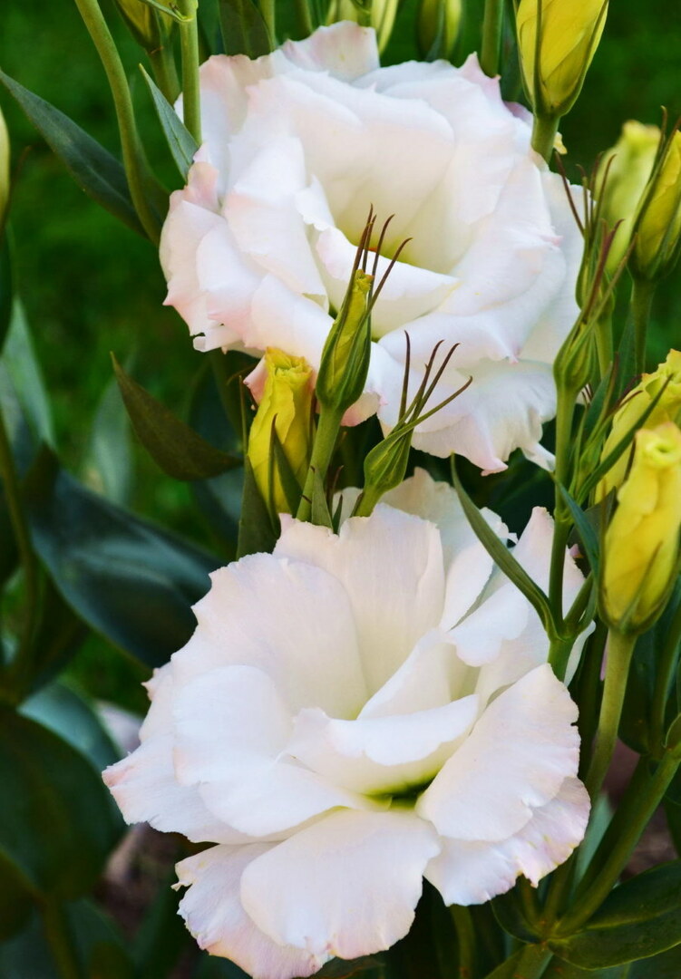 Nuotrauka baltų lisianthus gėlių sodo lovoje