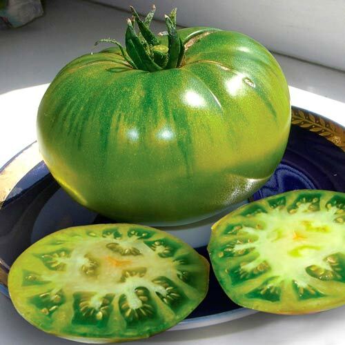 Tomatsocker grönt