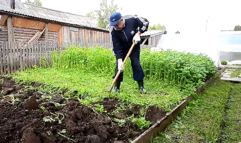 Siderata fonctionne bien sur n'importe quel sol, même sur les sols sablonneux. De plus, lors du creusement, vous pouvez faire rentrer non seulement la partie verte des sidérates, mais aussi les racines et les tiges