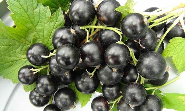 De bästa sorterna av svart vinbär