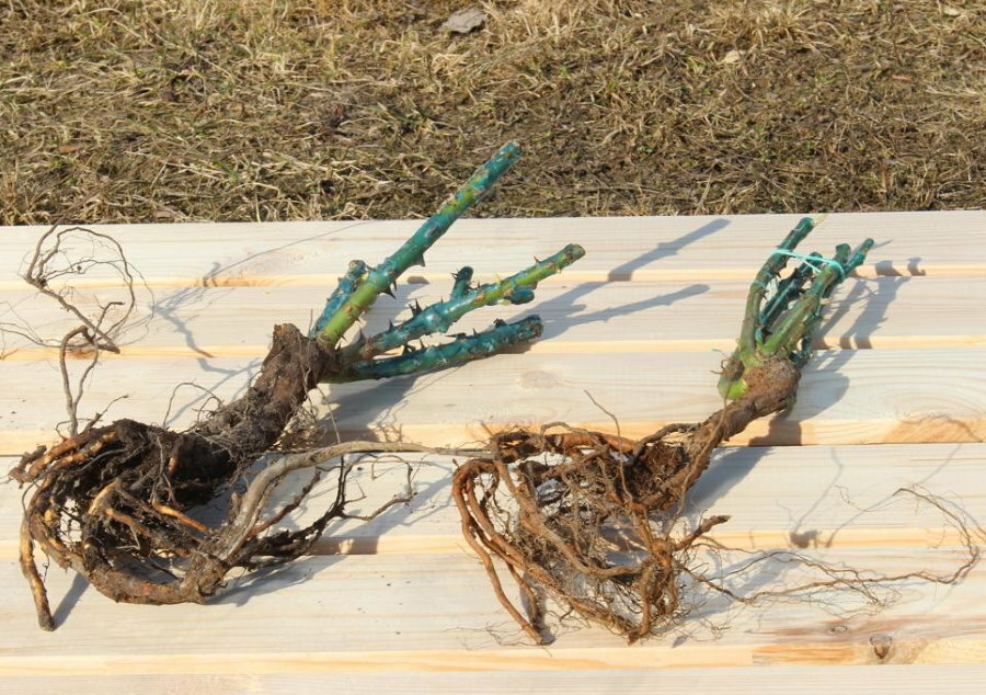 Sadnice ruža penjačica s dobro razvijenim korijenovim sustavom