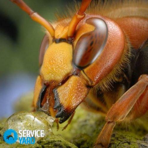 Rdeče mravlje - kako umakniti?