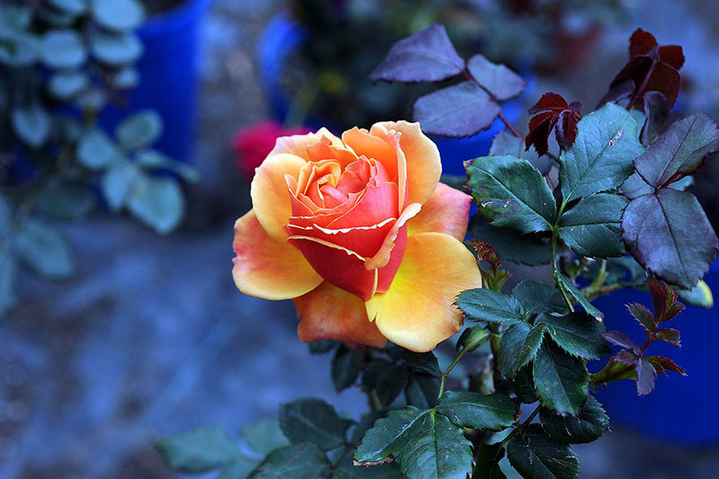 Og viktigst av alt, behandle rosen som et levende vesen, fordi den er akkurat det den er. Oppmerksomhet og hyggelige ord skaper ekte magi