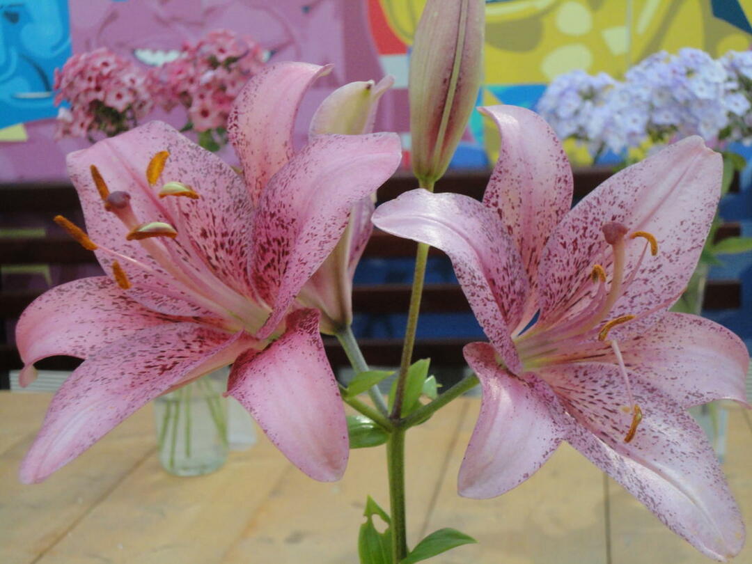 Lilies in the garden: photo, site decoration, combination in a flowerbed with other flowers