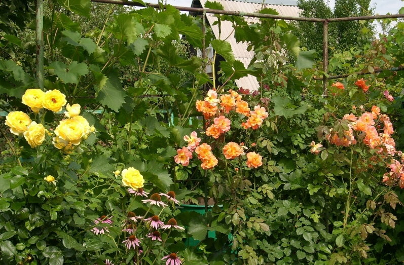 Okomito vrtlarstvo vrta s ružama penjačicama uparenim s grožđem