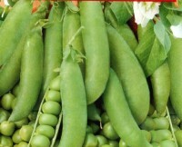 Seeds. Vegetable peas Children's Joy sugar (weight: 20 g)