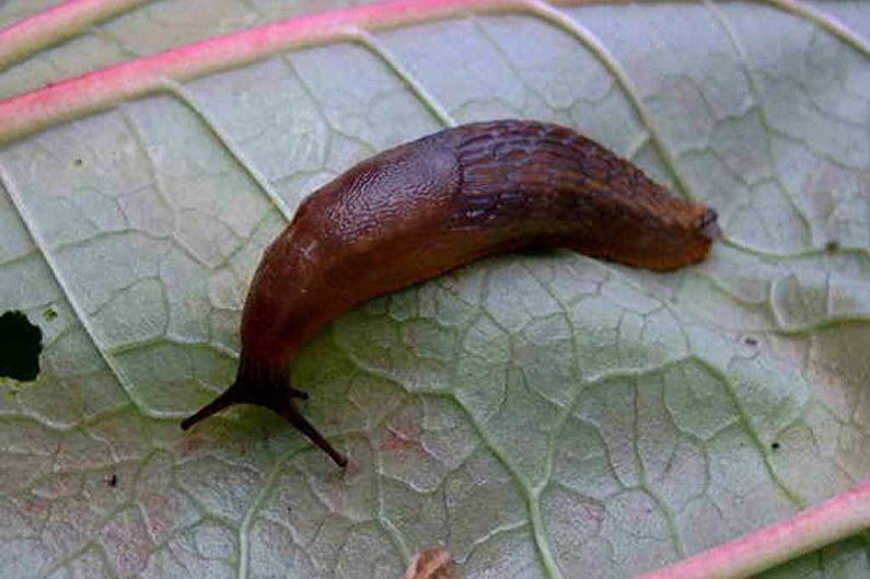 Slug på baksiden av et eustoma -blad i hagen