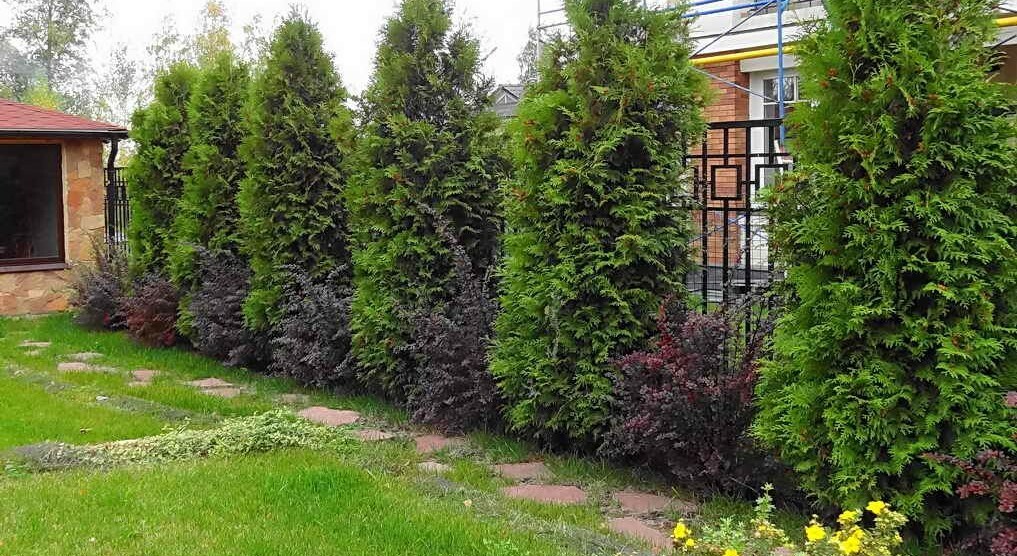 thuja along the wrought-iron fence