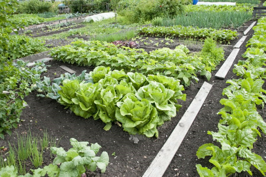 Wygodne łóżka w dobrze zaplanowanym ogródku warzywnym