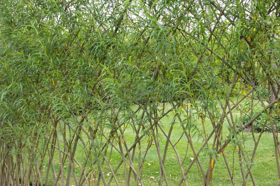 Dekorativní vrbový živý plot na jejich letní chatě