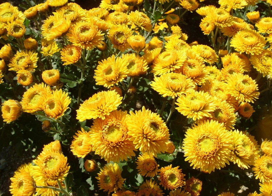 Reichliche Blüte von Natasha-Chrysanthemen