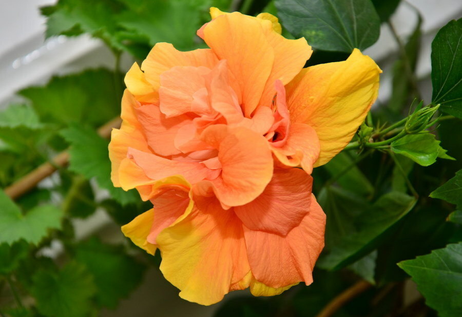 Terry hibiszkusz narancssárga virága
