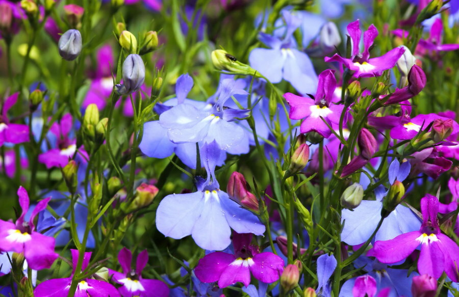 Kombinace fialových a modrých květů lobelie na záhonu