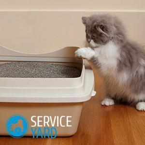 Che lavare il vassoio di un gatto che non c'era odore?