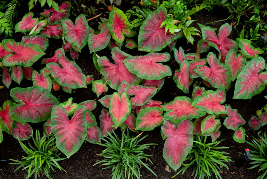 Variegated foliage on low bushes of Coleus