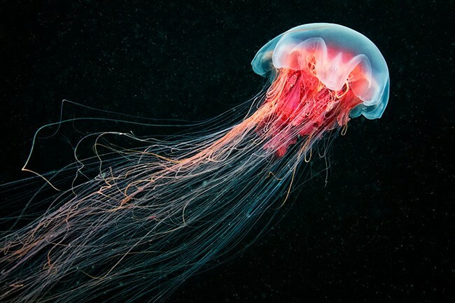 Top 10 lielākās medūzas pasaulē