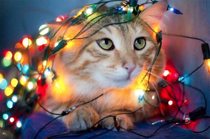 Never leave your cat alone with the electric garland turned on