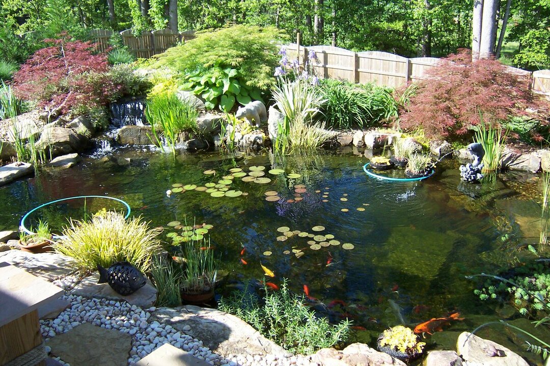 Country pond with ornamental plants