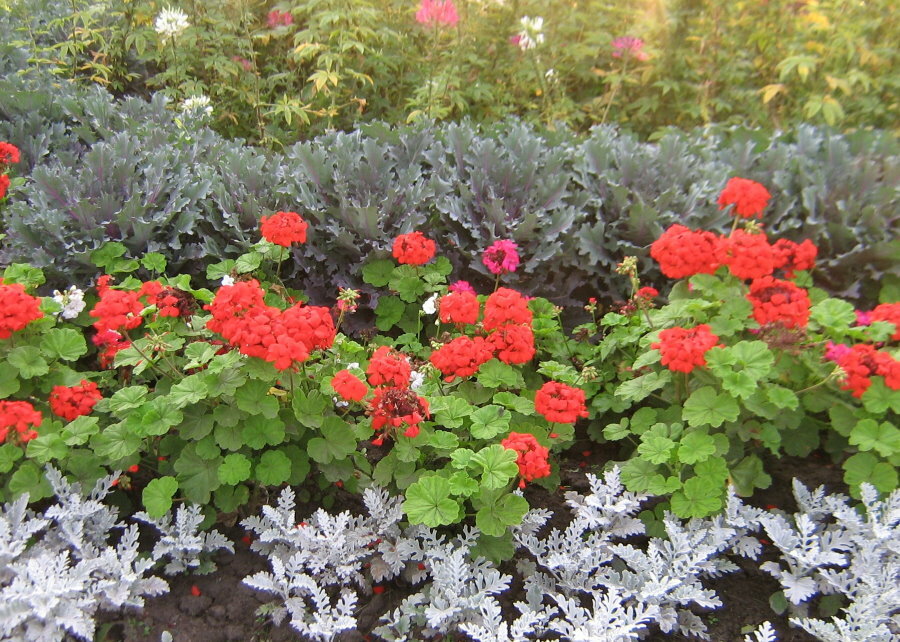 Dārza iekārtojums ar ģerānijām un citiem ziediem