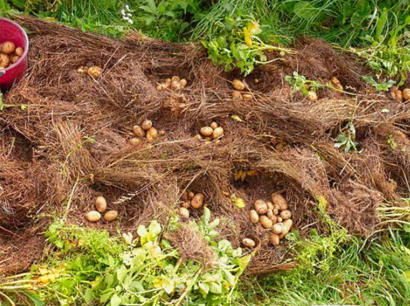Collecting potatoes in straw is a pleasure, they are clean, dry, and this is already a guarantee of long-term storage.